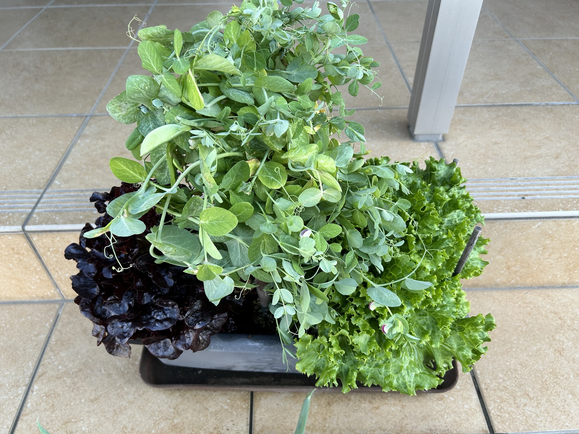 我が家のプランター近況